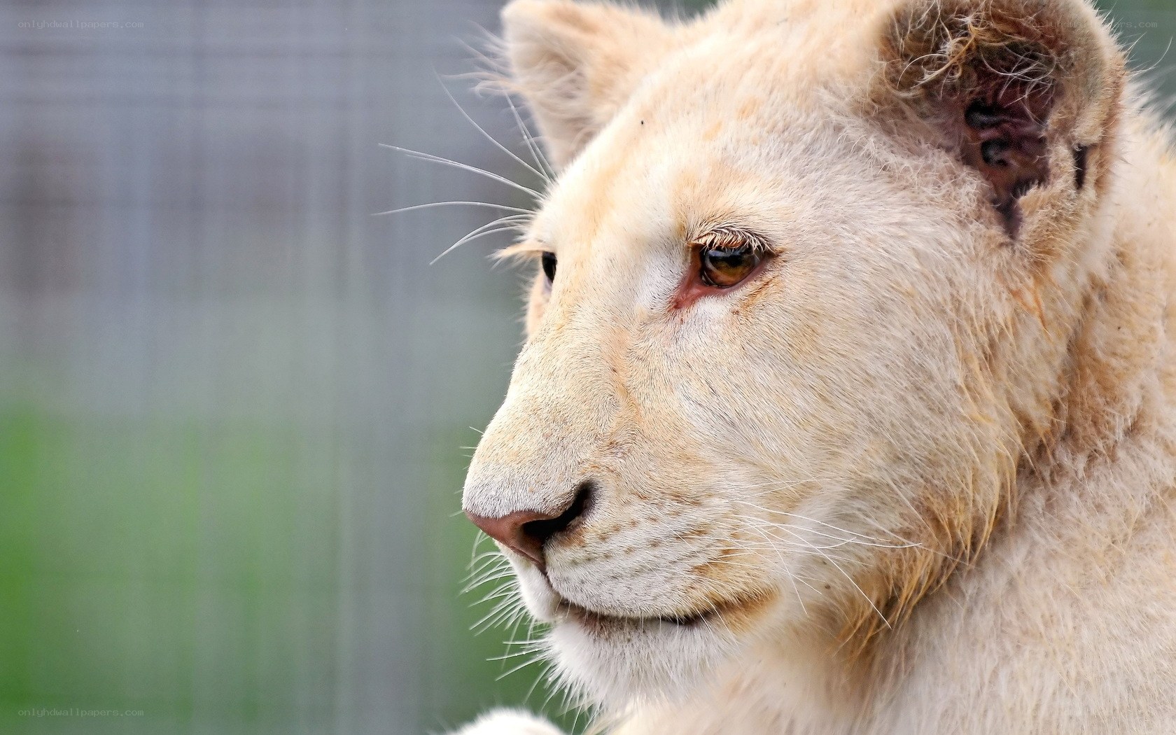 white lion cub portrait