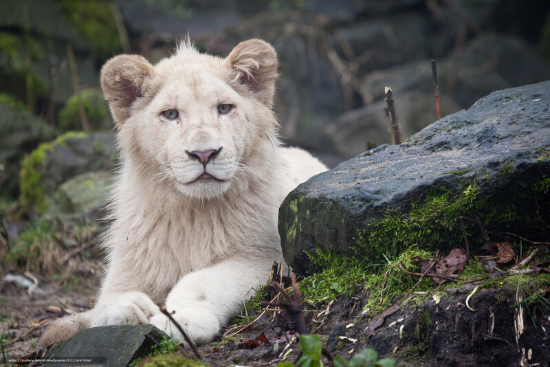 White lion cub resting