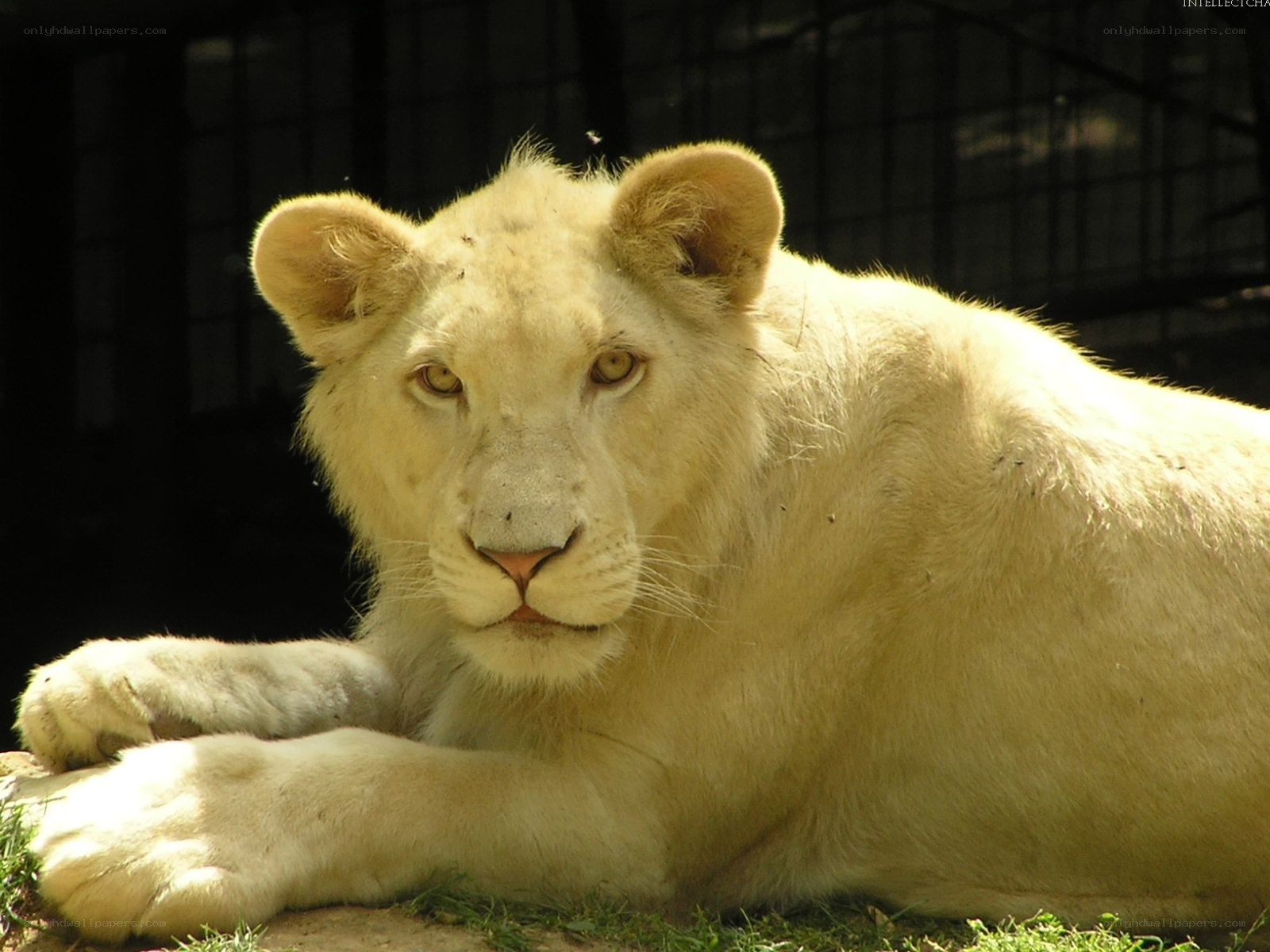 white lion cub resting