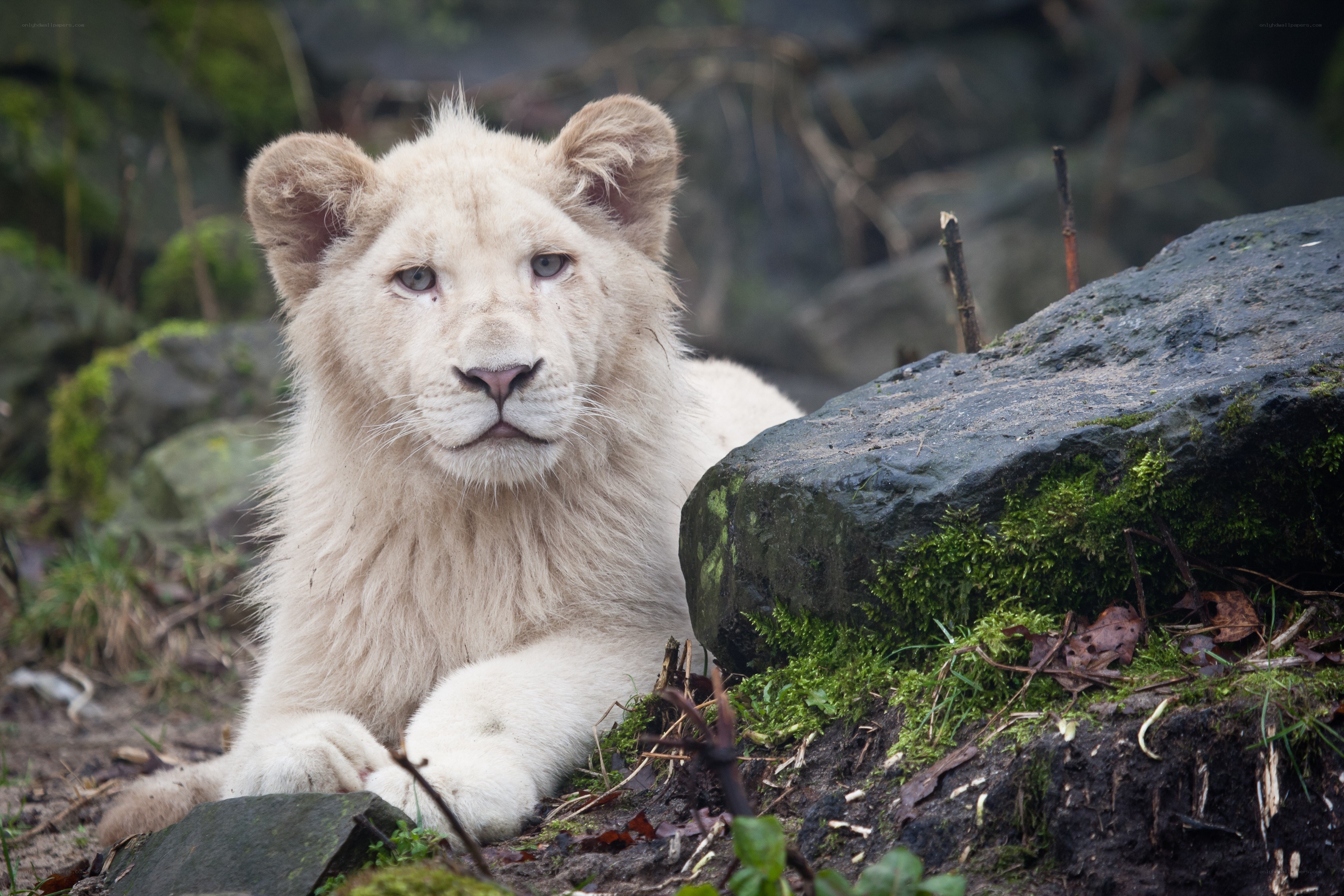 White lion cub resting