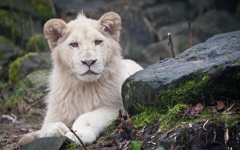 white lion cub resting