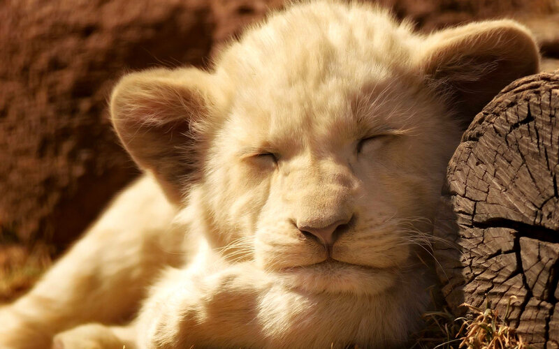 White Lion Cub — Serene