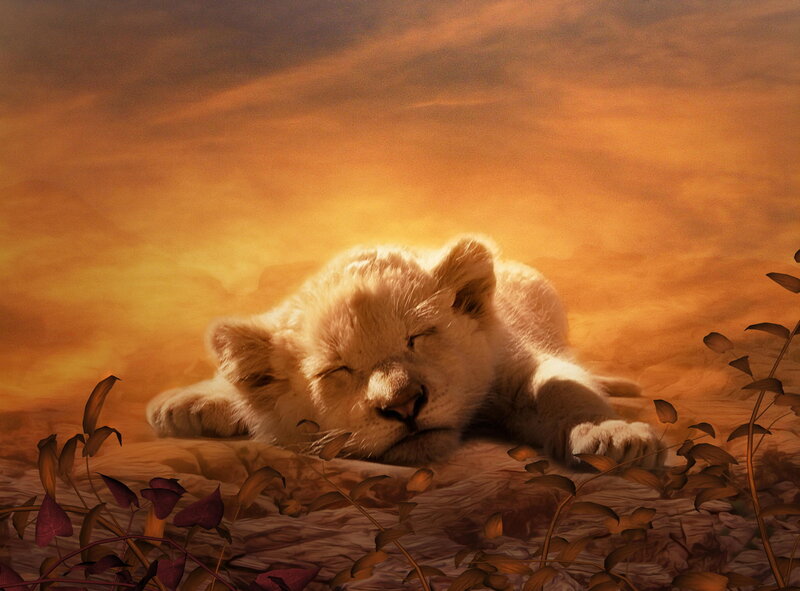 White Lion Cub Sleeping — Orange