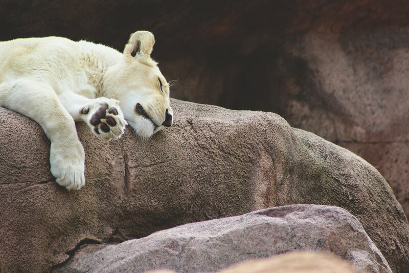 White lion cub sleeping