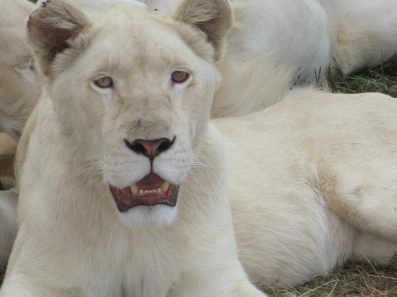 White Lion Cub