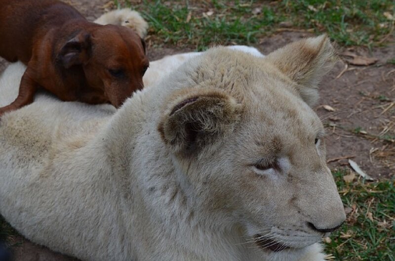 White Lion Cub with Dog