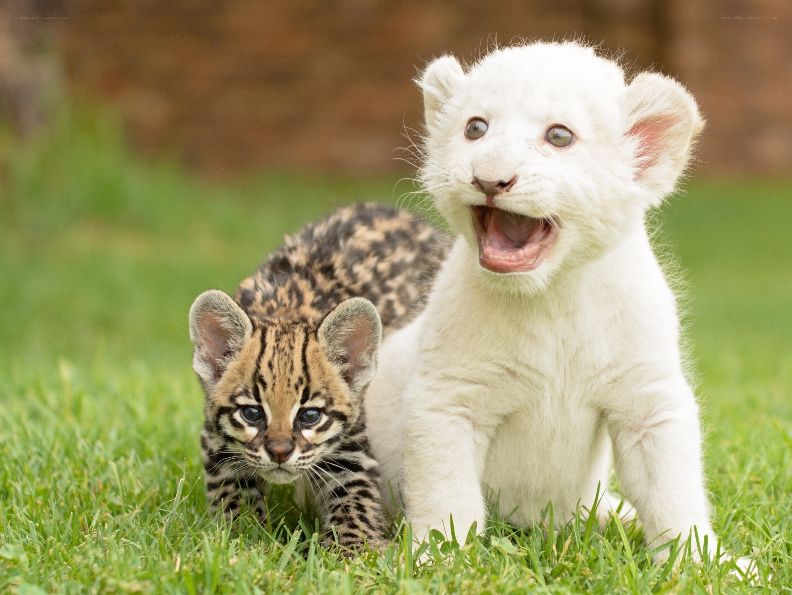 White lion cub with ocelot cub