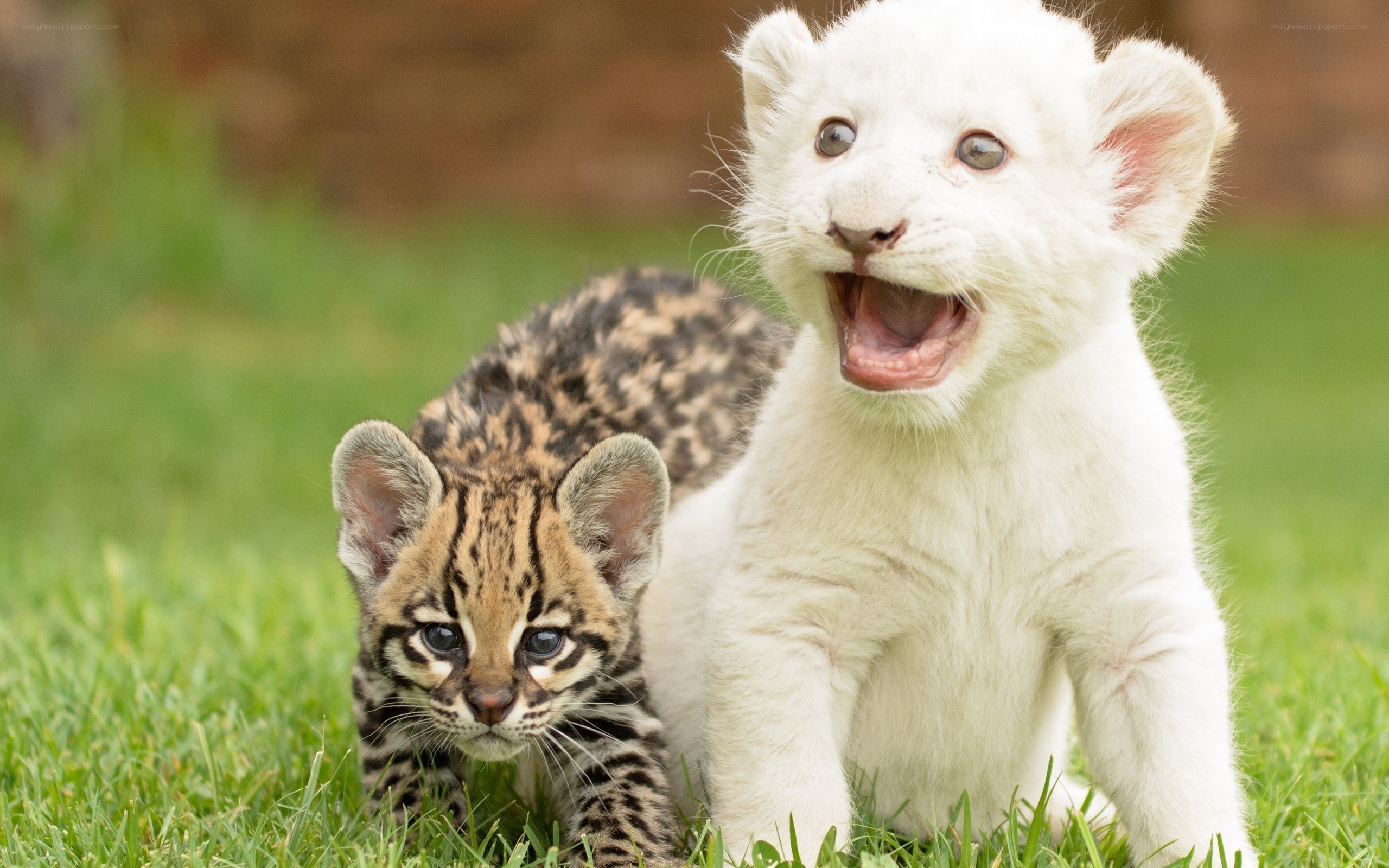 White lion cub with ocelot kitten