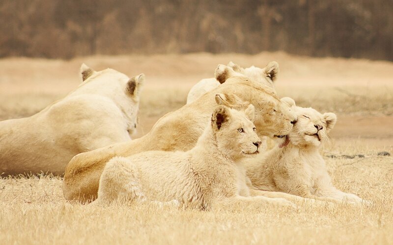 White Lion Cubs — Beige, Calm