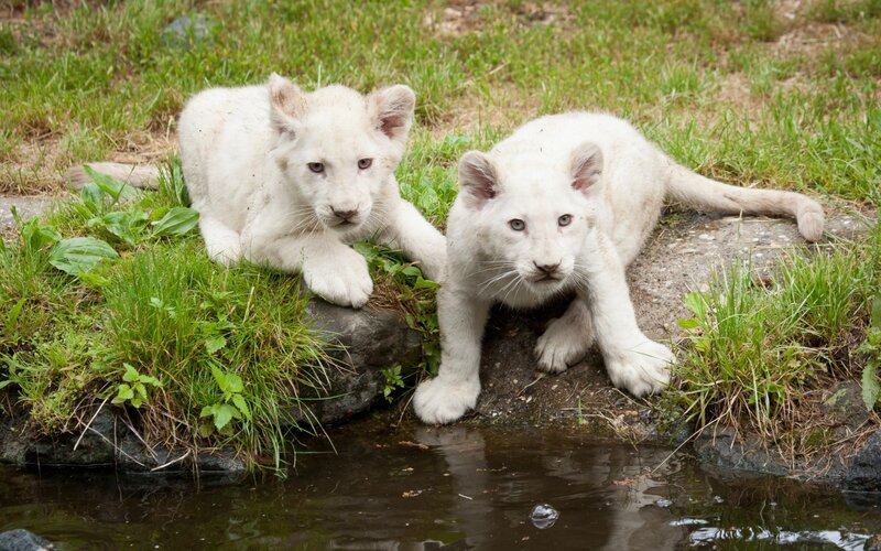 White Lion Cubs — Calm
