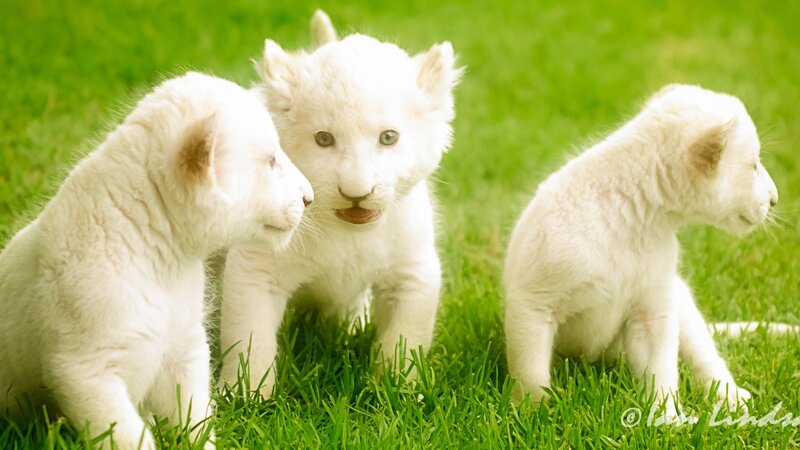 White Lion Cubs — Green, Calm, Afternoon