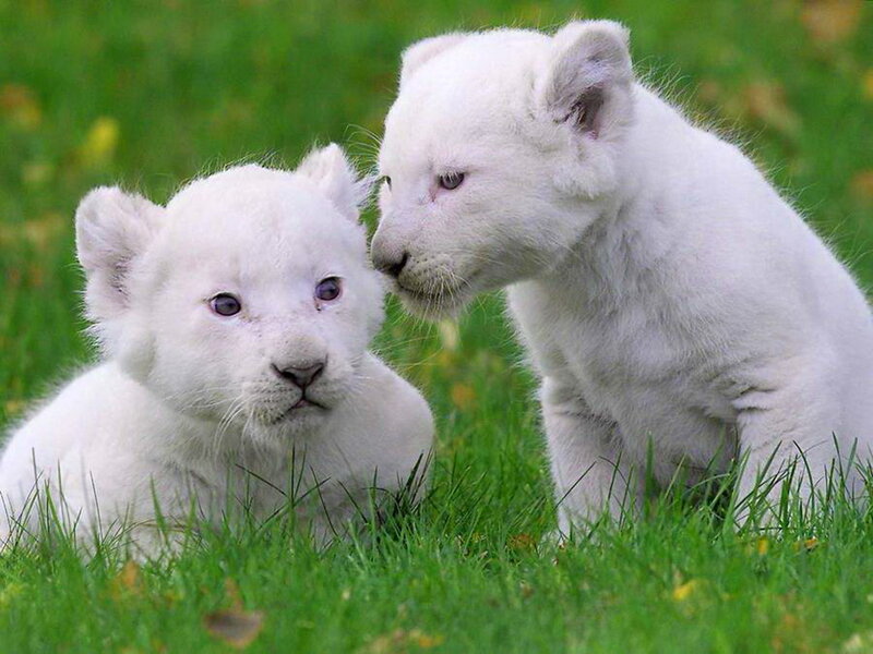 White Lion Cubs — Green, Calm