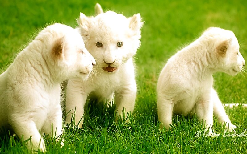White Lion Cubs — Green