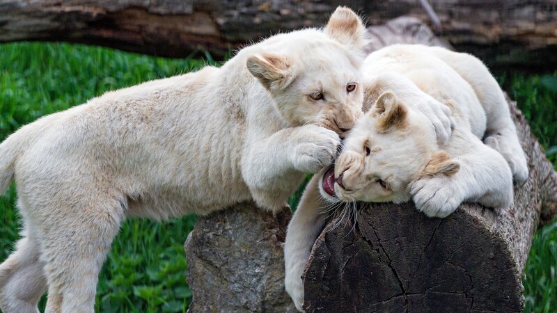 White Lion Cubs Playing
