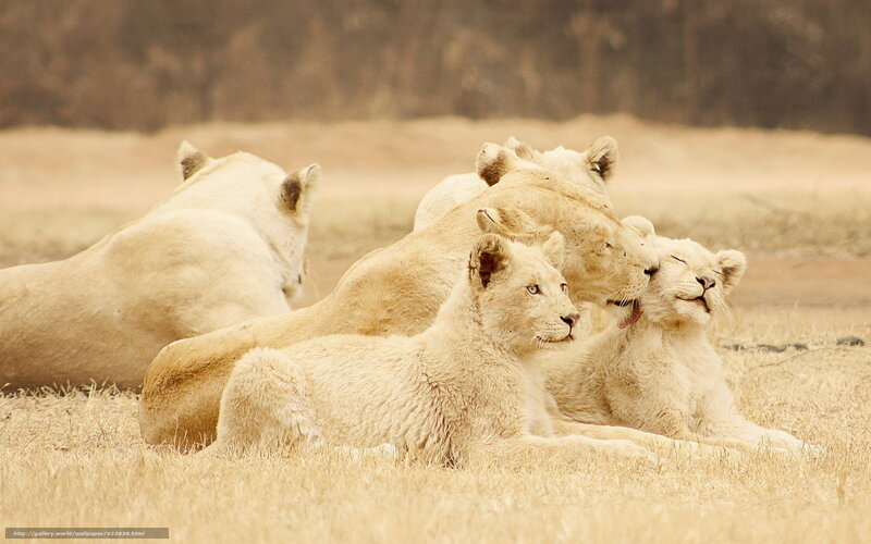 White lion cubs resting