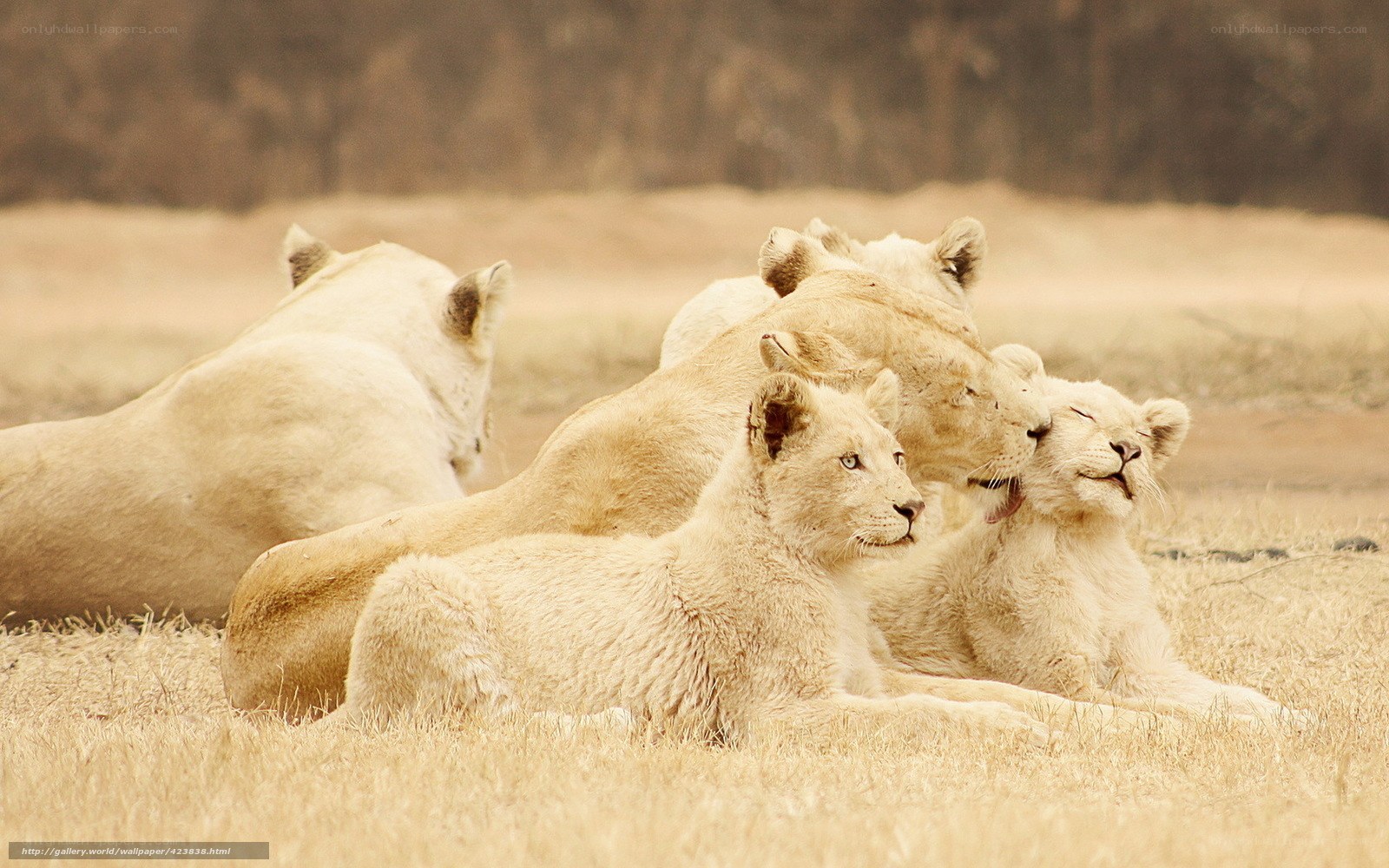 White lion cubs resting