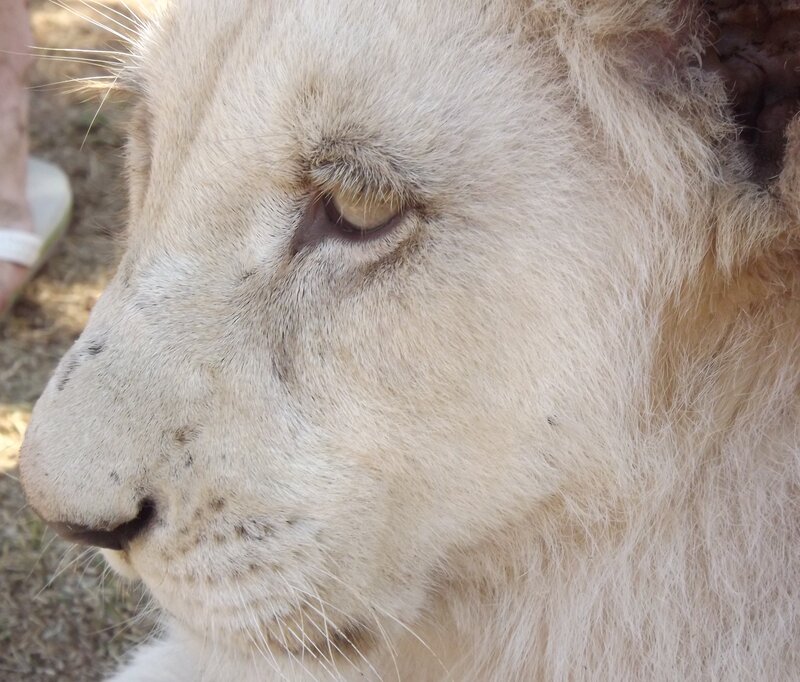 White Lion Face — Calm