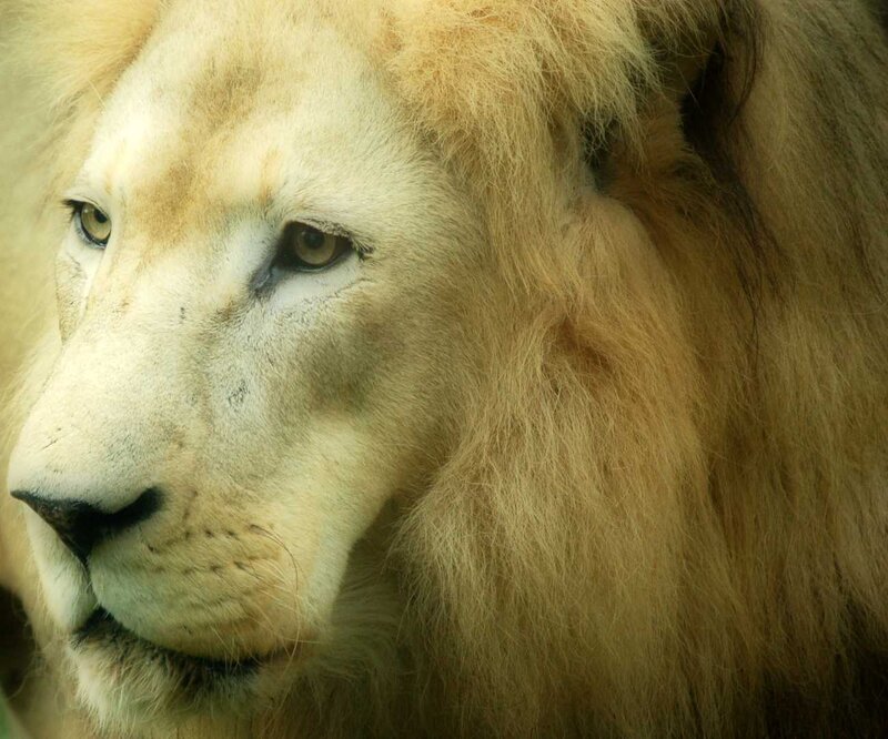 White Lion Face