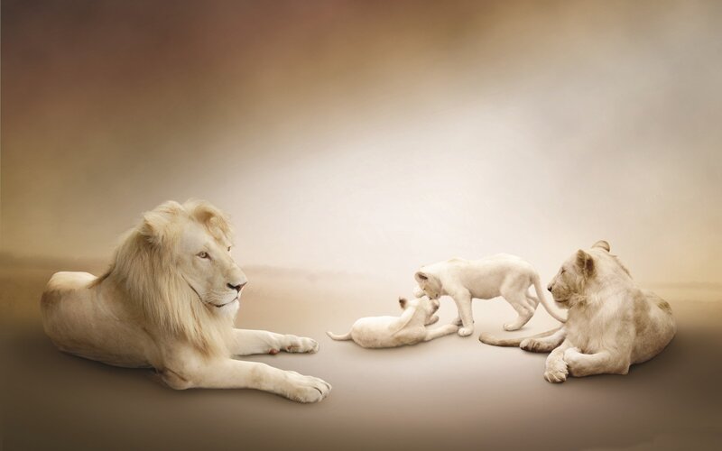 White Lion Family — Beige