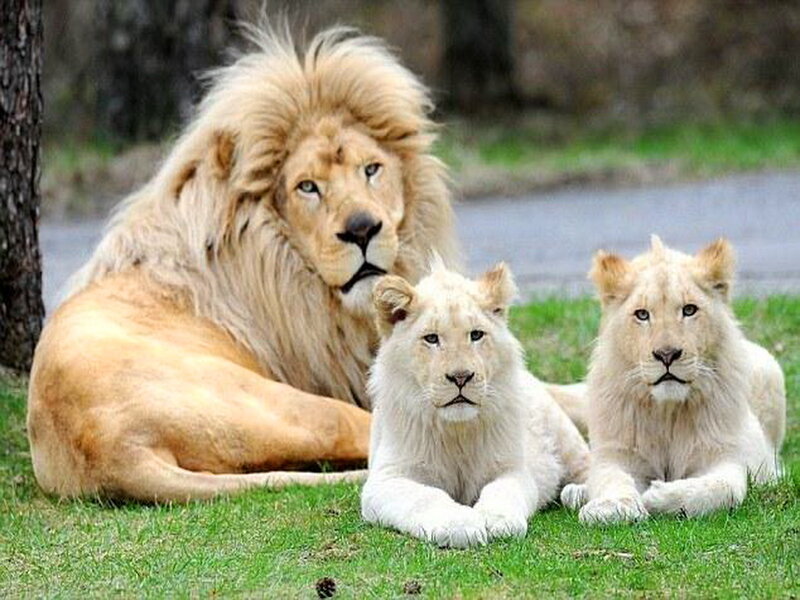 White Lion Family — Green