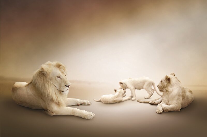 White lion family portrait