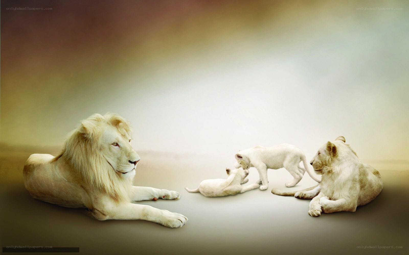 White lion family portrait