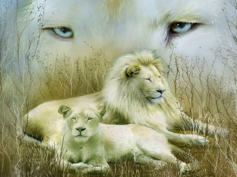 White Lion Family — Serene