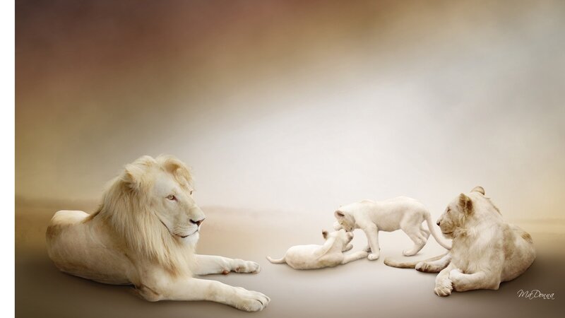 White Lion Family