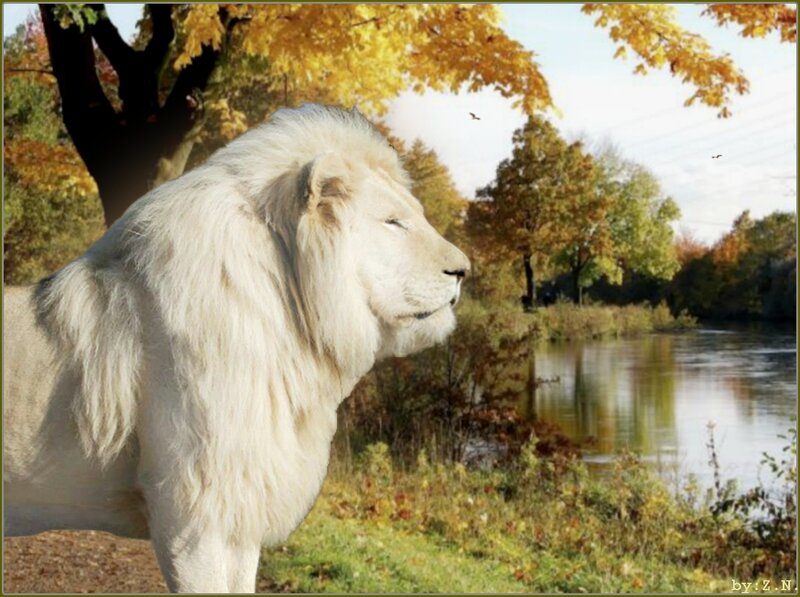 White Lion in Autumn