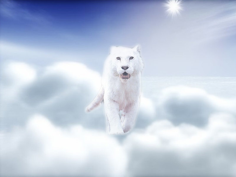 White Lion in Clouds
