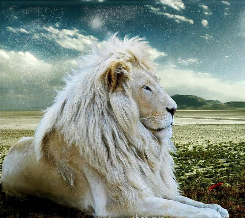 White Lion in Desert