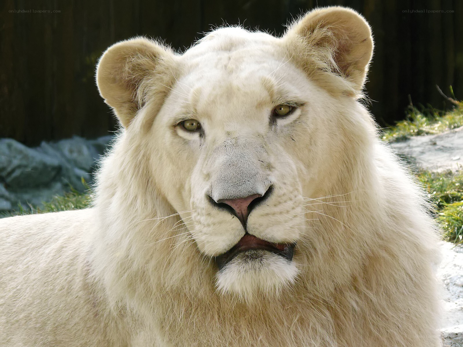 white lion in enclosure