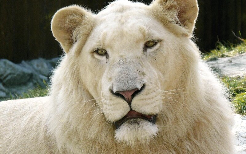 White Lion in Enclosure — Calm, Photograph