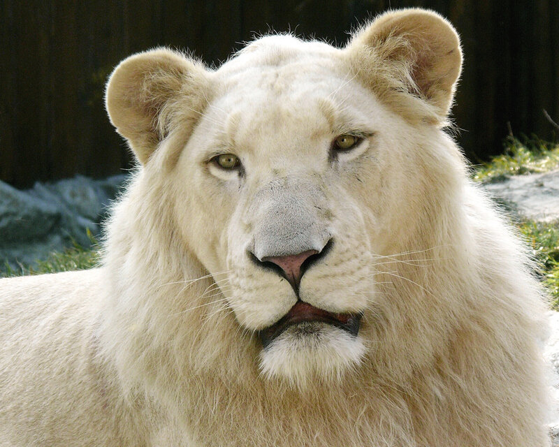 White Lion in Enclosure — Calm
