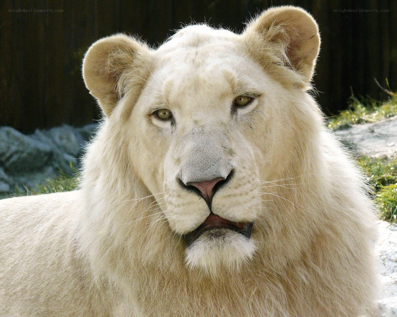 white lion in enclosure