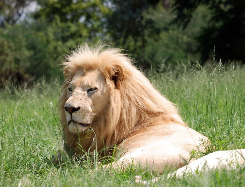 White Lion in Grass — Green