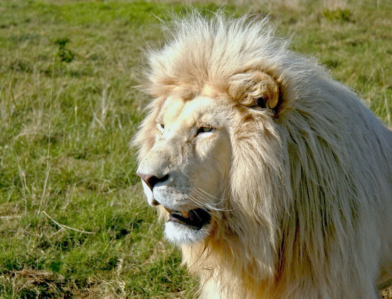 white lion in grass