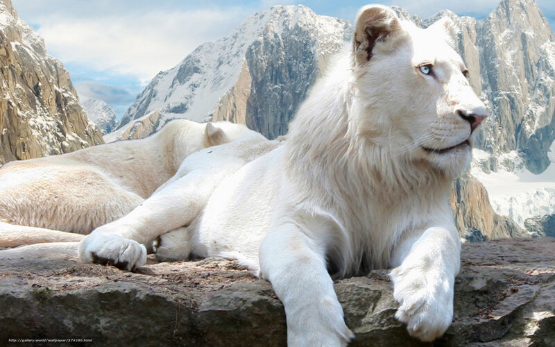 White lion in mountain landscape
