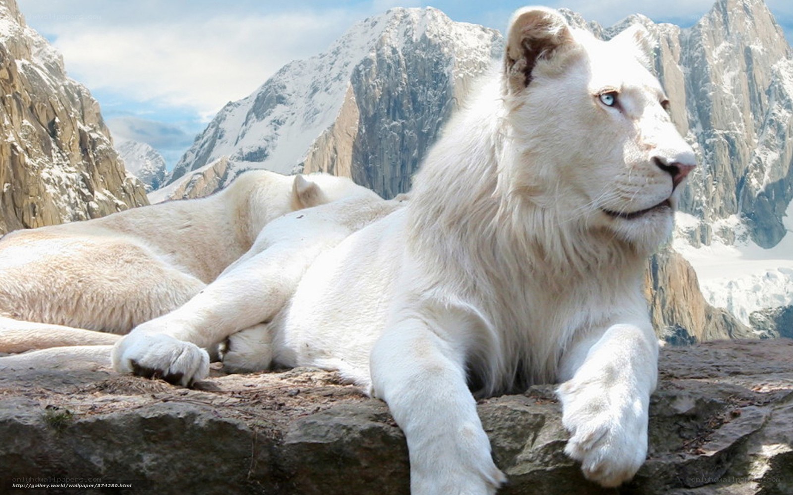 White lion in mountain landscape