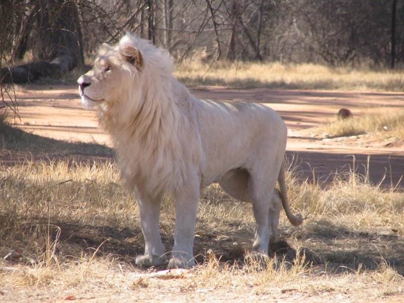 White lion in natural habitat
