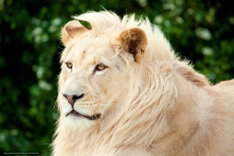 White Lion in Profile — Beige, Calm, Photograph