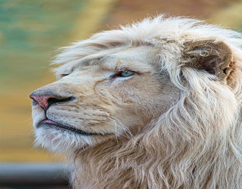 White Lion in Profile — Beige, Calm