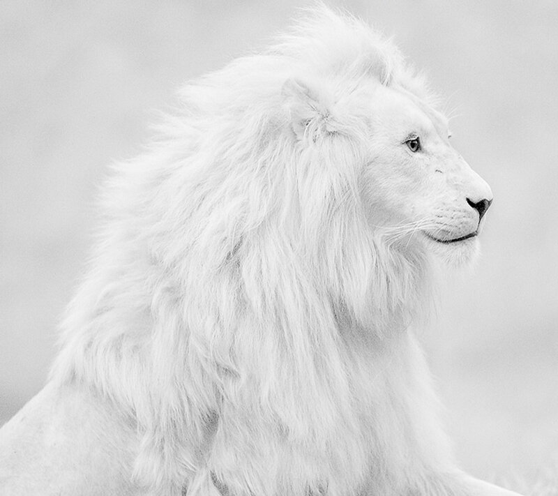 White Lion in Profile — Black