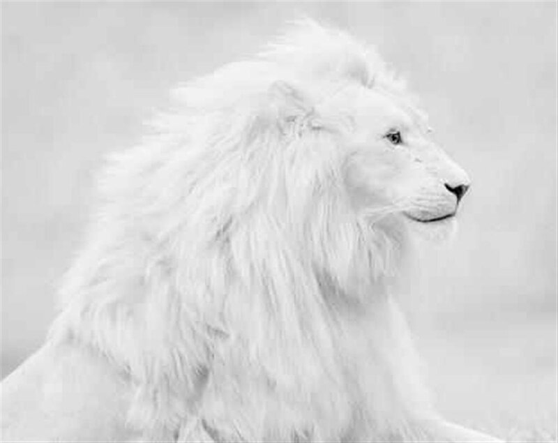 White Lion in Profile — Calm