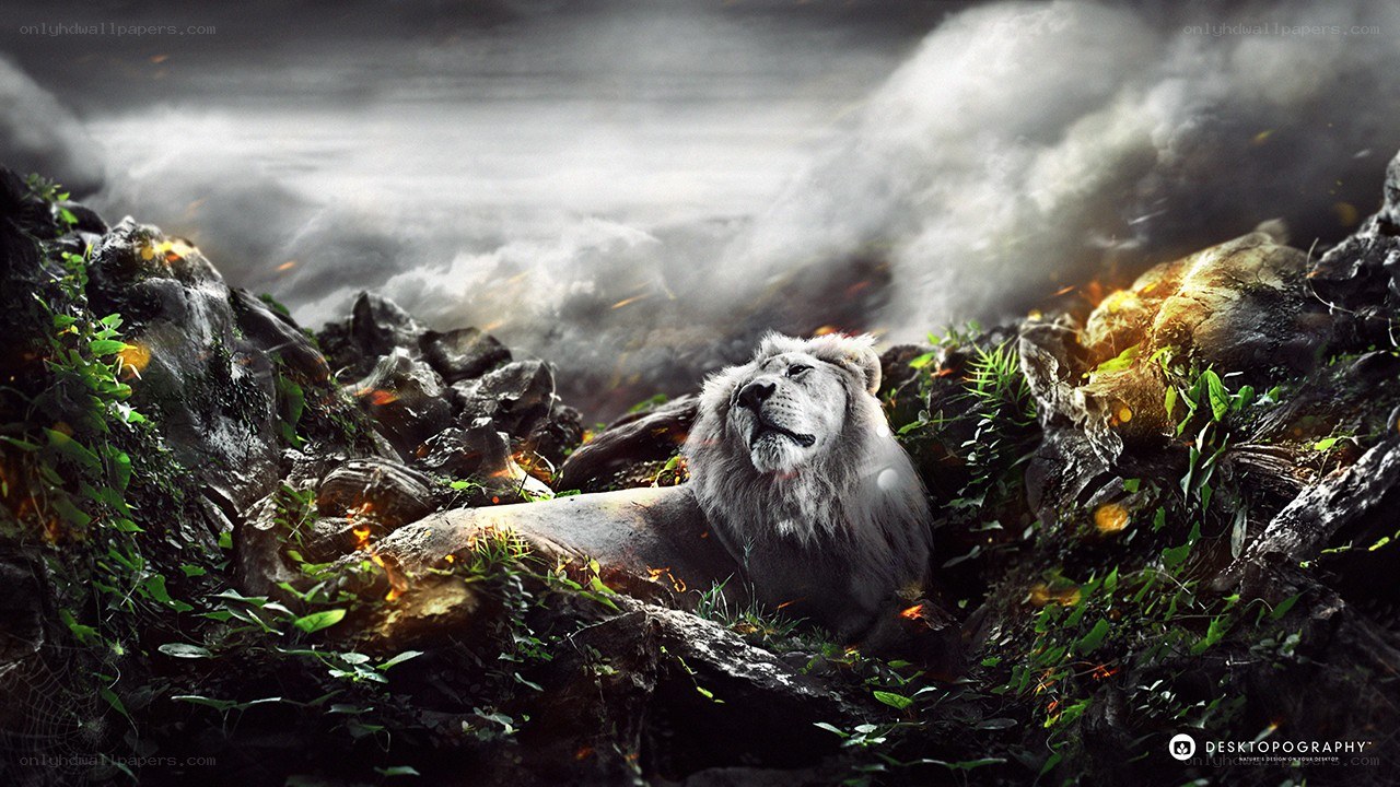 White lion in rocky landscape