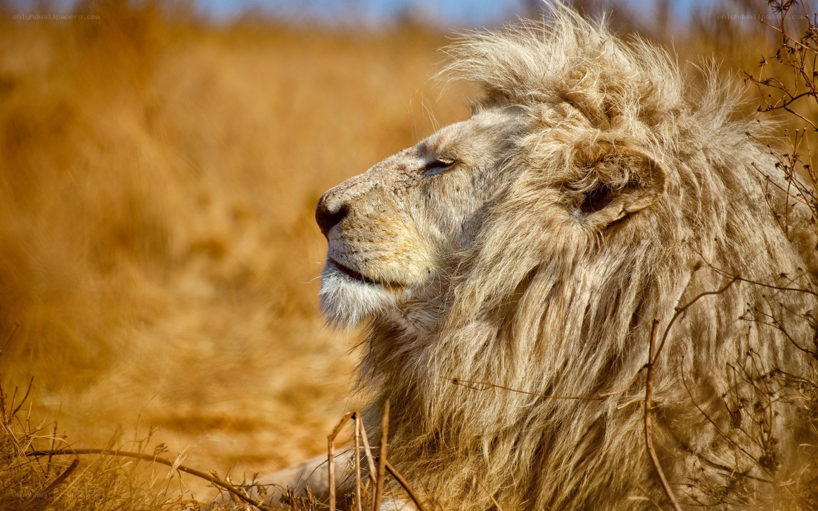 white lion in savanna