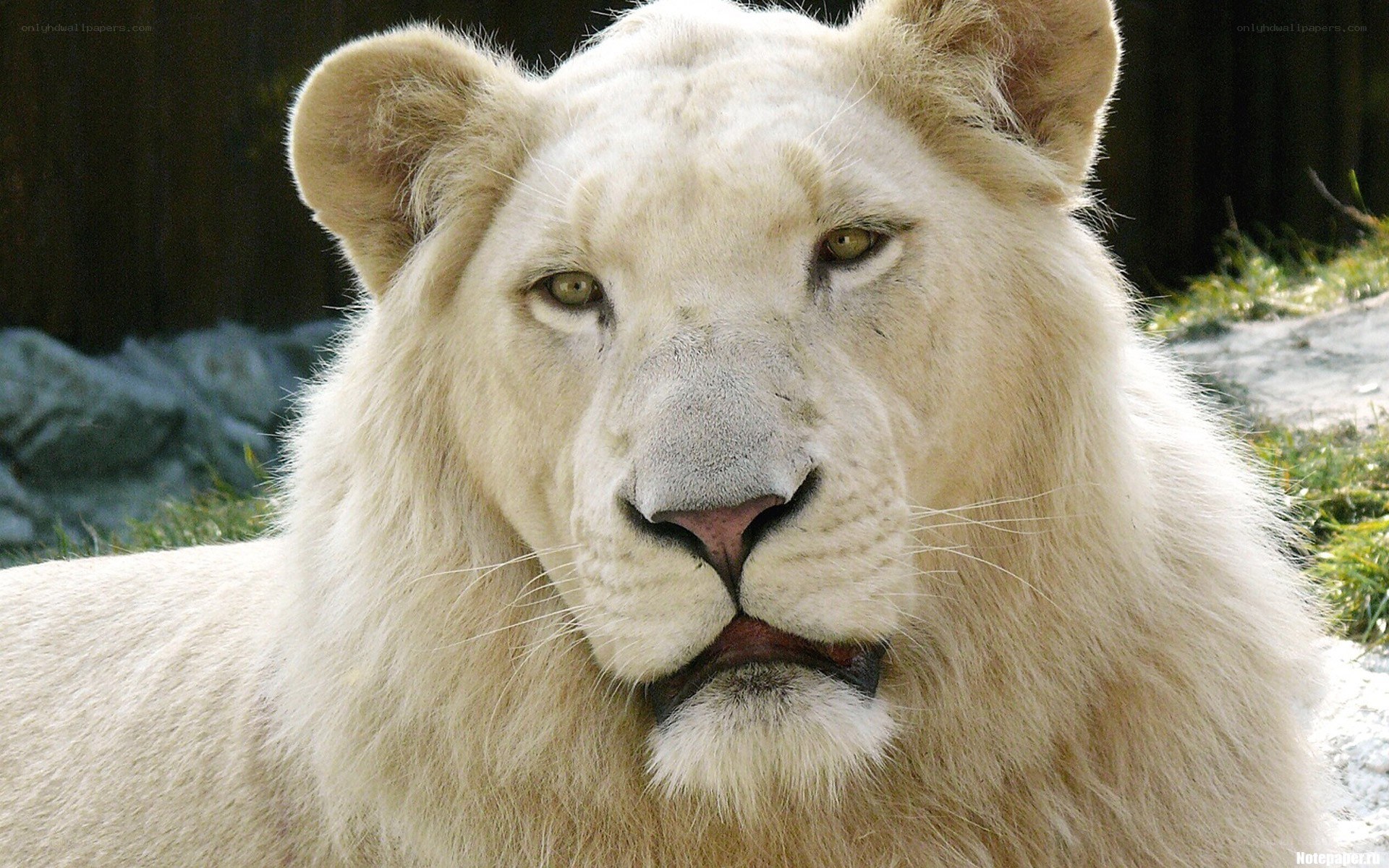 white lion in the wild