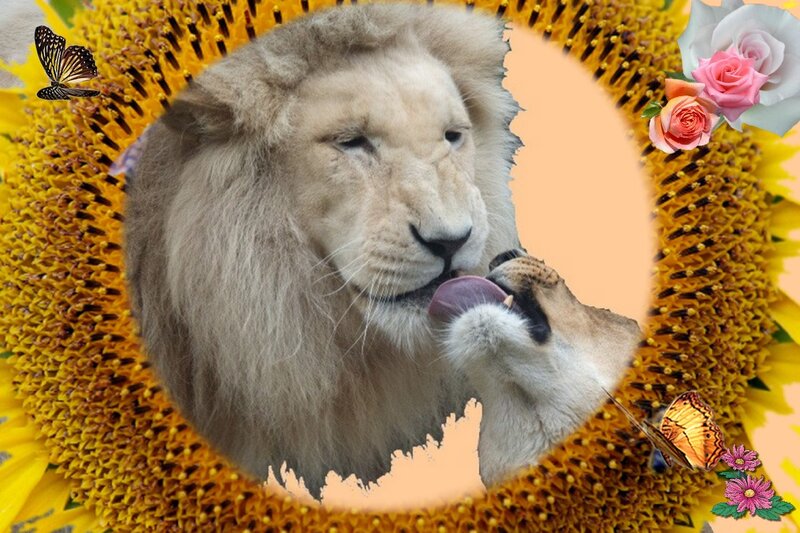 White Lion Licking
