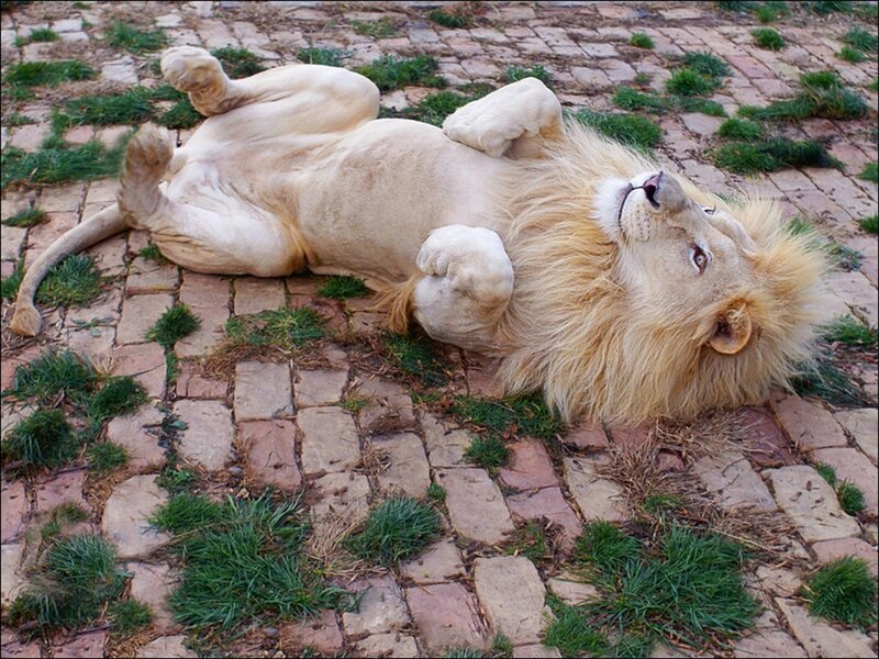 White Lion Lying Down — Beige, Relaxed