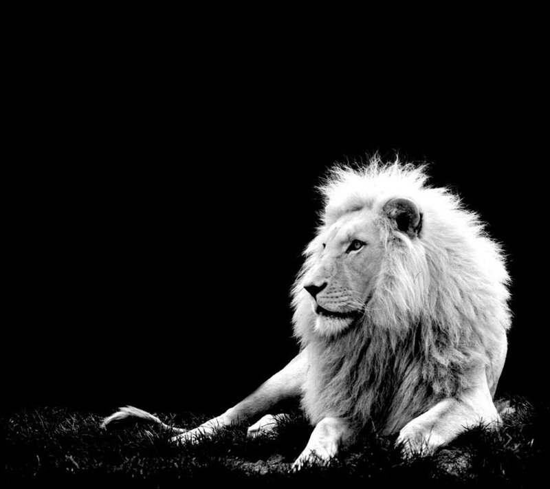 White Lion Lying Down — Black